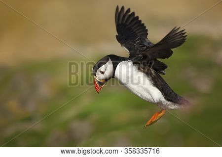Atlantic Puffin Landing With The Open Wings, Noss Island, Shetland Islands.