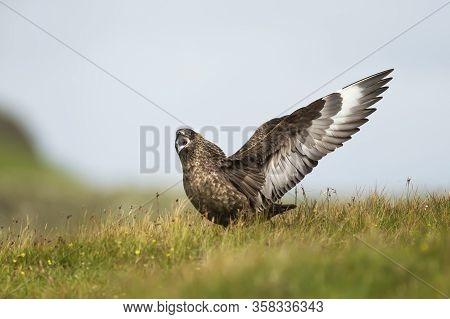Close-up Of A Great Skua Bonxie Displaying, Shetland Islands.