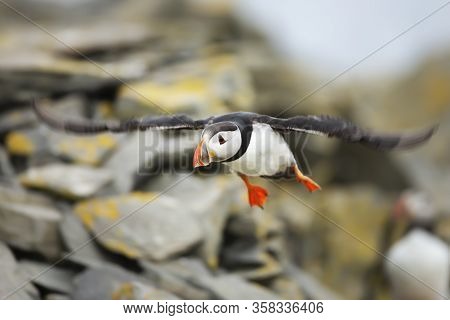 Close Up Of An Atlantic Puffin (fratercula Arctica) In Flight, Noss Island, Shetland Islands.