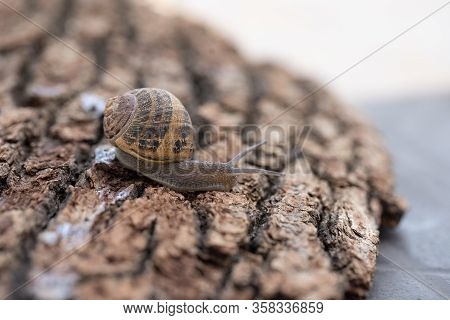 Snail Escape On A Tree Lumaca Style
