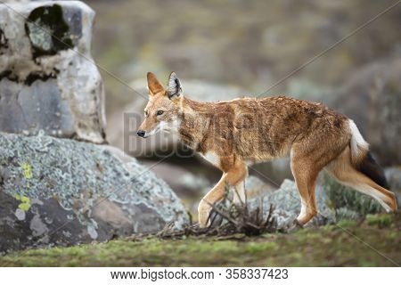 Close Up Of A Rare And Endangered Ethiopian Wolf (canis Simensis) In The Highlands Of Bale Mountains