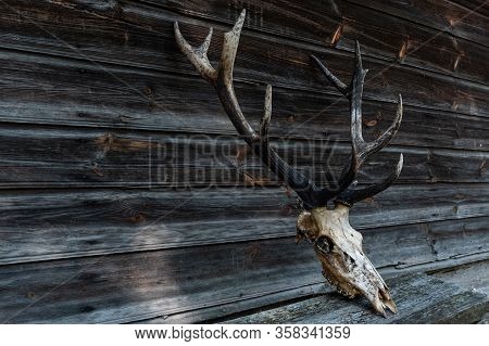 Deer Skull With Teeth And Horns. The Head Of A Dead Deer With Horns.