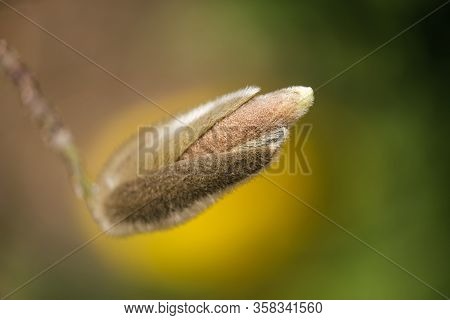 Magnolia Flower Bud In Early Spring. Tree Branch With Magnolia Flower. The Beginning Of The Flowerin
