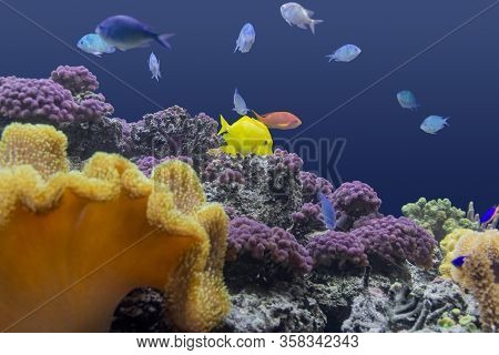 Colorful Coral Reef Scenery With Lots Of Different Corals, Sea Anemones And Fishes