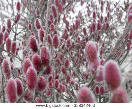 Full Frame Shot Of Red Pussy Willow Catkins