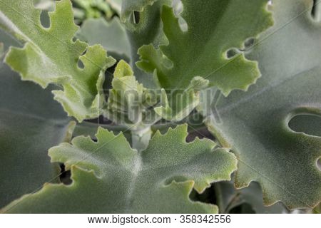Closeup Shot Of A Felt Bush Plant