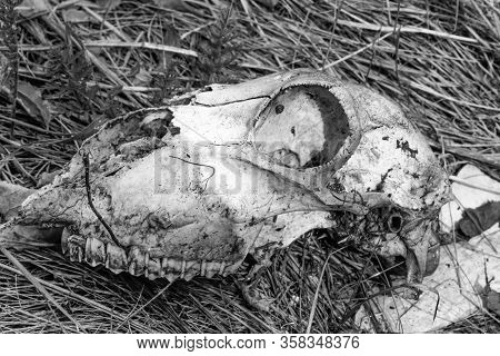 Skull of a sheep on dry grass, monochrome.