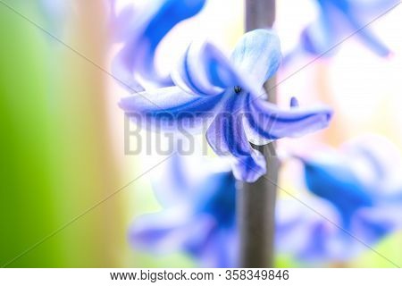 Beautiful Dreamy Detail Shots Of Common Hyacinth Is Also
Called Blue Jacket During The Spring Season