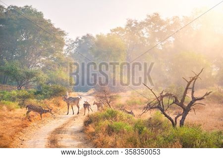 Families of blue bull nilgai and spotted deers chital walking in forest. Safari road, birds, trees. Perfect sunrise in Ranthambore National park. Tourism eco environment. Rajasthan, India.