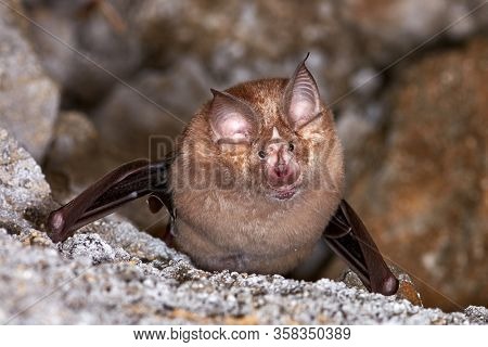 Lesser horseshoe bat (Rhinolophus hipposideros) body close up. A rare bat hanging from rock in the cave 