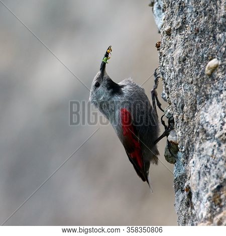 The Wallcreeper (Tichodroma muraria) in natural habitat searching for insects