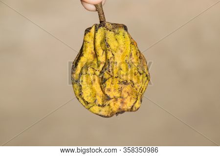 Dried Pear Fruit. Dried Pear Dried Fruits From The Garden.