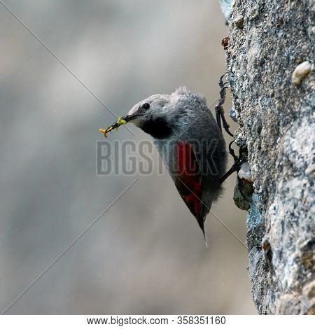 The Wallcreeper (Tichodroma muraria) in natural habitat searching for insects