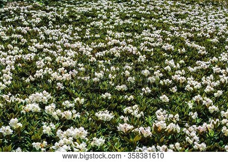 Vast Growths Of Rhododendron Caucasicum In White Bloom In Caucasus Mountains On Sunny Day. Flower Na