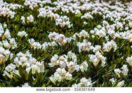 Close Up Of Rhododendron Caucasicum In Bloom In Caucasus Mountains On Sunny Day