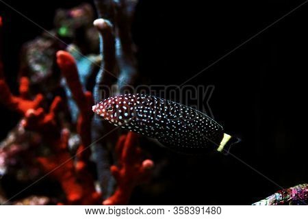 White Spotted Saltwater Wrasse Fish - Melanurus Anampses
