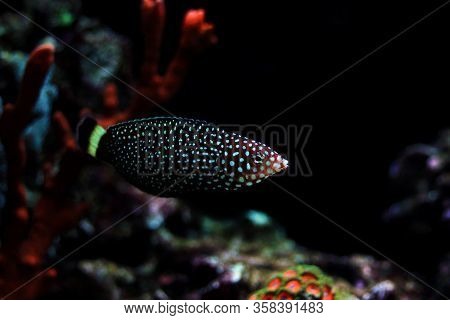 White Spotted Saltwater Wrasse Fish - Melanurus Anampses