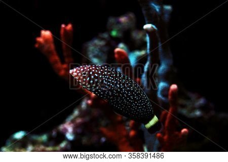 White Spotted Saltwater Wrasse Fish - Melanurus Anampses