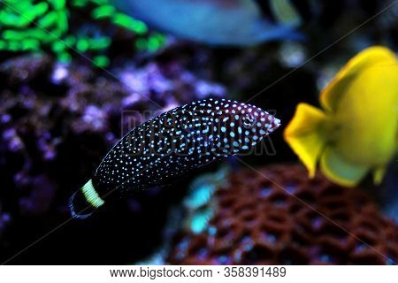 White Spotted Saltwater Wrasse Fish - Melanurus Anampses