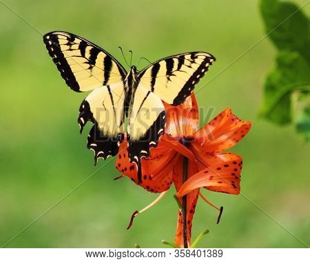 A Large Yellow And Black Butterfly On A Tiger-lily Flower