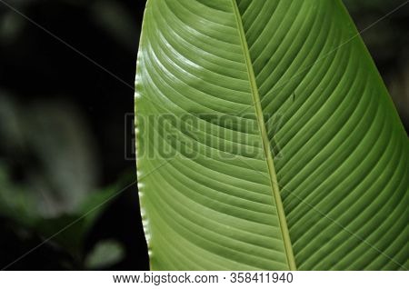 Leaves Of Tropical Plants Growing In The Jungle. Details Of The Innervation Of The Leaf Blade. Nerve