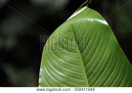 Leaves Of Tropical Plants Growing In The Jungle. Details Of The Innervation Of The Leaf Blade. Nerve