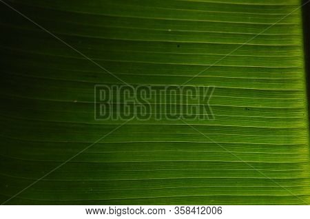 Leaves Of Tropical Plants Growing In The Jungle. Details Of The Innervation Of The Leaf Blade. Nerve