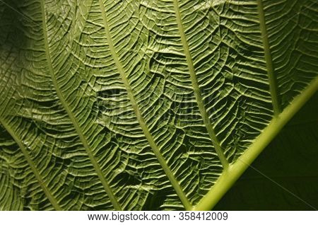 Leaves Of Tropical Plants Growing In The Jungle. Details Of The Innervation Of The Leaf Blade. Nerve