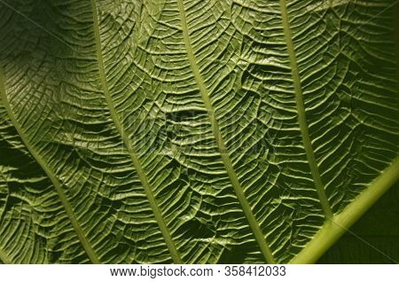 Leaves Of Tropical Plants Growing In The Jungle. Details Of The Innervation Of The Leaf Blade. Nerve