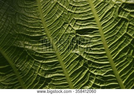 Leaves Of Tropical Plants Growing In The Jungle. Details Of The Innervation Of The Leaf Blade. Nerve