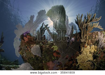 北美的珊瑚礁