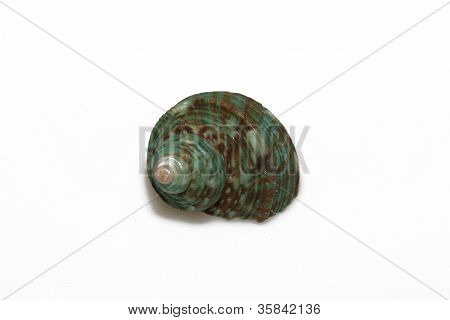 Green Sea Shell