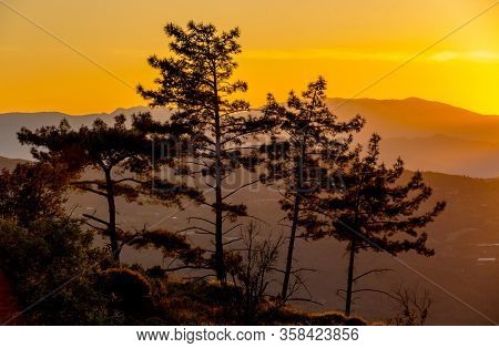 pine tree in red sunset sunlight in mountains. Lician Way tourist path in Turkey