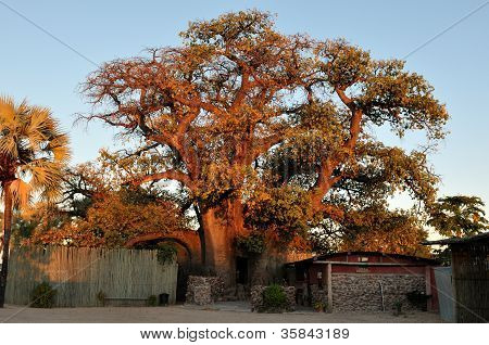 The ombalantu Baobab Tree In Namibia