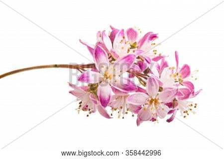 Butomus Umbrella Isolated On A White Background