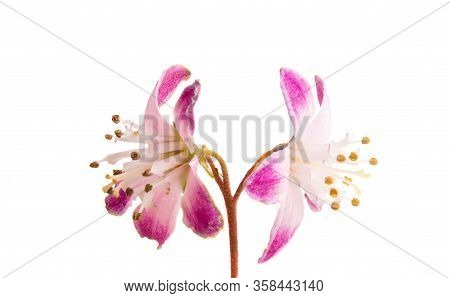 Butomus Umbrella Isolated On A White Background