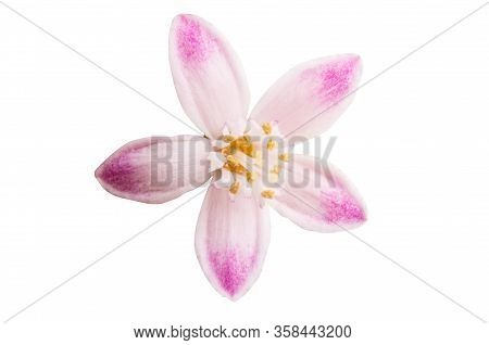 Butomus Umbrella Isolated On A White Background