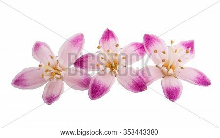 Butomus Umbrella Isolated On A White Background