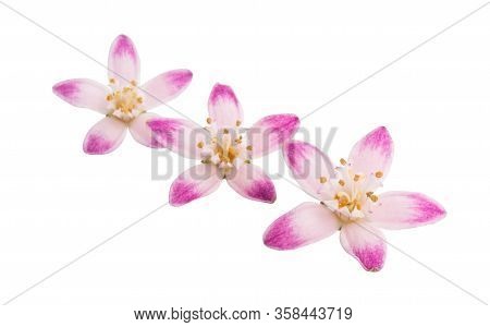 Butomus Umbrella Isolated On A White Background