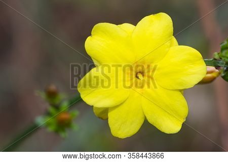 Natural Flowers, Garden Flowers, Yellow Blooming Jasmine.