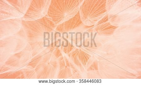 Beautiful Dew Drops On A Dandelion Seed Macro. Beautiful Soft Pink Background. Water Drops On A Para