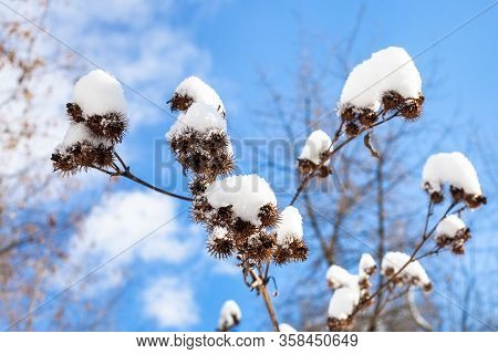 Capitula Of Burdock Close-up Covered By Fresh Snow And Blue Sky On Background On Sunny Spring Day