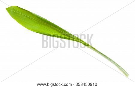 Sprout Of Fresh Wild Garlic (ramson) Isolated On White Background