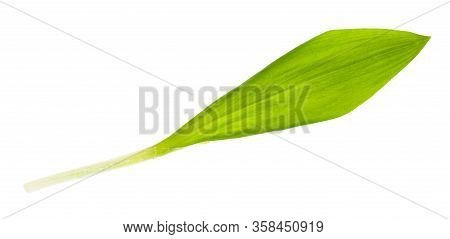 Leaf Of Fresh Wild Garlic (ramson) Isolated On White Background