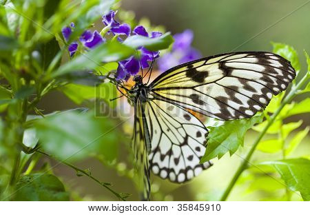 ความคิด Leuconoe