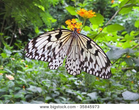 ความคิด Leuconoe