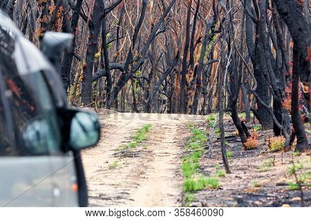 Driving On Back Roads Through Burnt Bush Land After Summer Fires In Australia, The Red Leaves Are Fr