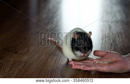 A House Rat Nibbles On Grain .