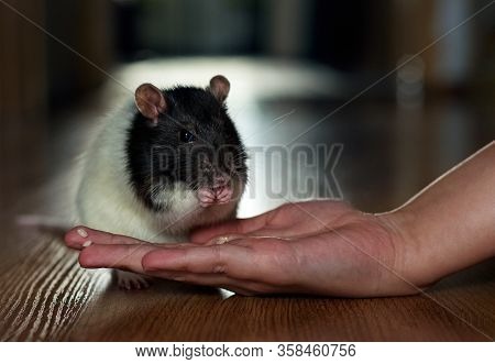 Rat In The Room.a Rat Eats Grain From His Hand. Symbol Of The Year 2020