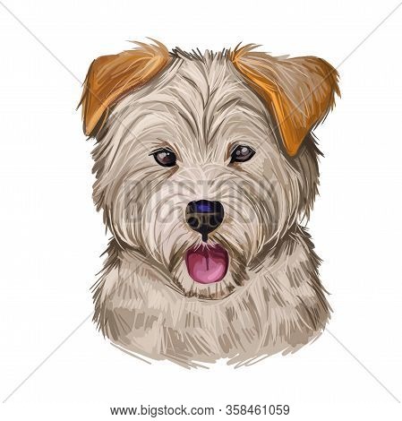 Yorkipoo Dog Crosbred Of Yorkie-poo Yorkshire Terrier And Poodle Isolated. Digital Art Illustration 